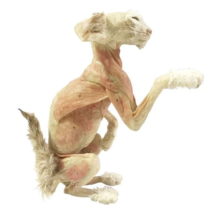 plastinated-cat-2