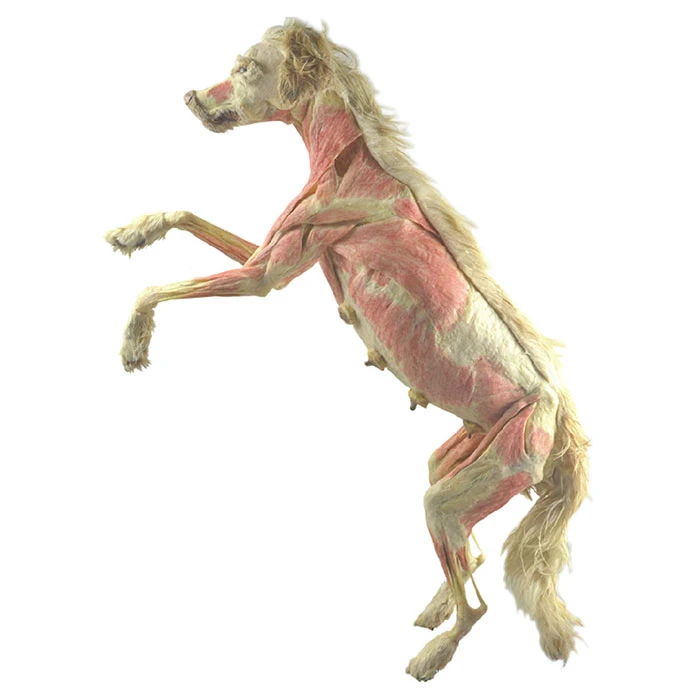 Plastinated Dog For Plastination Museum