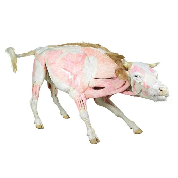 Plastinated Specimen Price