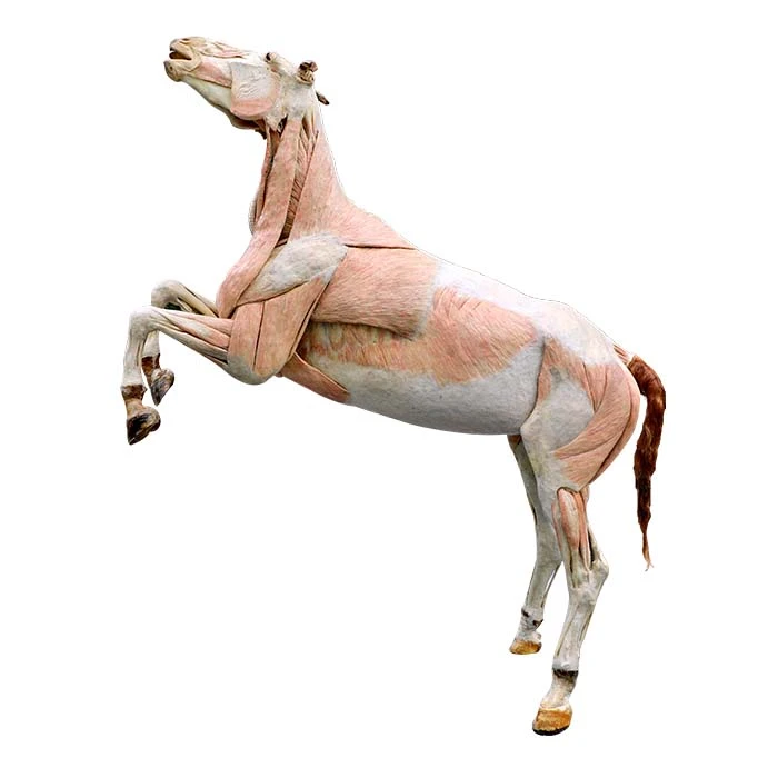 Horse Anatomy Model