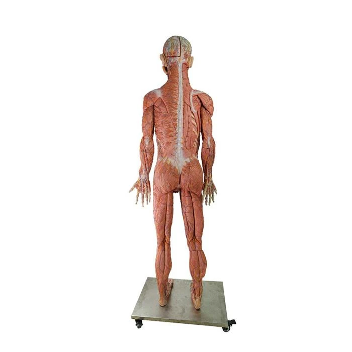 silicone human body anatomy model