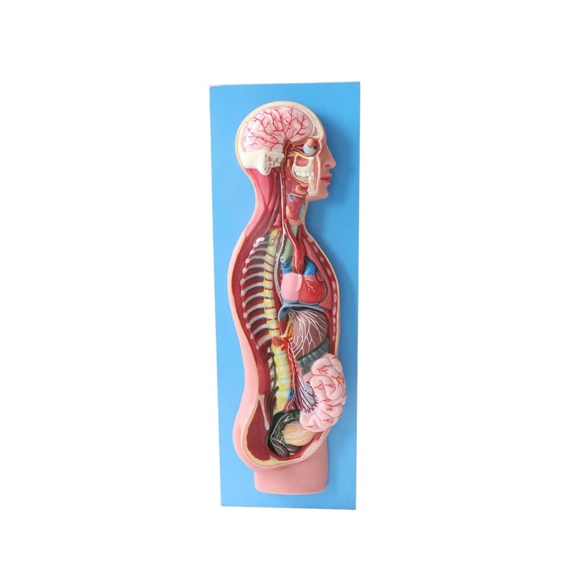 Soft Sympathetic Nervous System Anatomy Model Soft Sympathetic Nervous System Anatomy Model