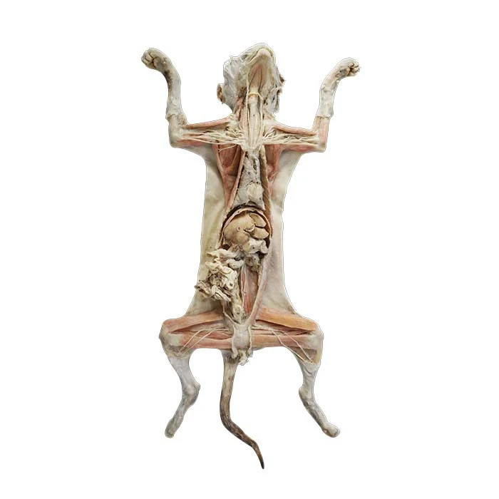 Plastinated Cats for Sale