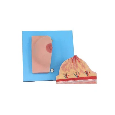 Anatomski model dojke