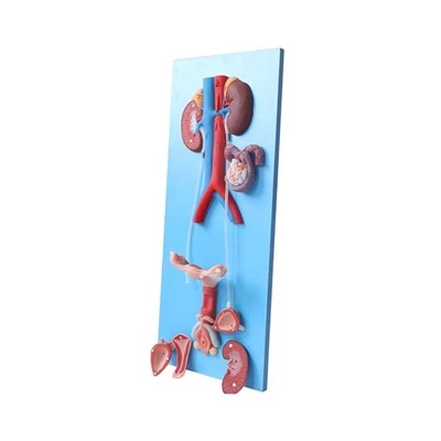 Anatomski model ženskog reproduktivnog sustava