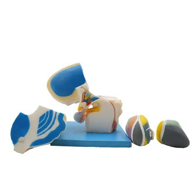 Model anatomije dijela ljudskog tijela