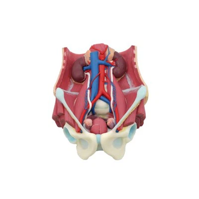 Model sustava ljudskog tijela