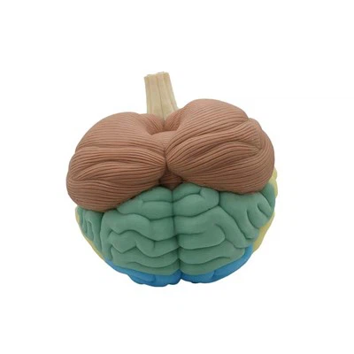 Anatomski model ljudskog mozga