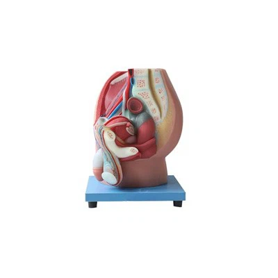 Model anatomije zdjelice