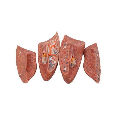 Model silikonskih pluća